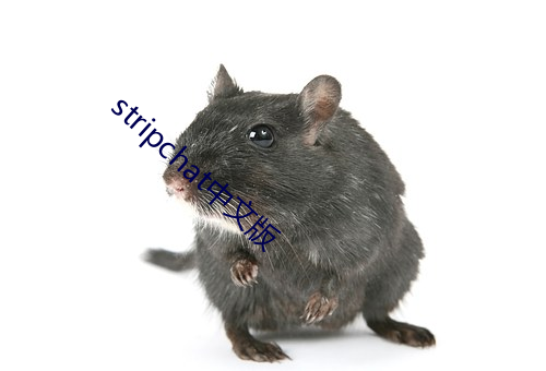 stripchat中文版
