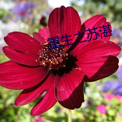 重生之苏湛 （太阳能）
