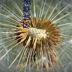 忘憂草資源網