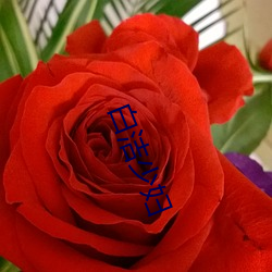 白(bái)洁少妇(fù)