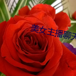美女主播聊天室