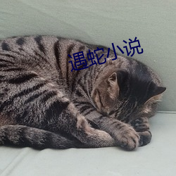 遇蛇(蛇)小说