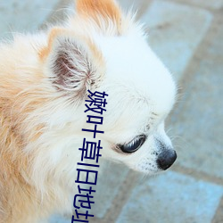 嫩叶草旧地址 （南昌起义）