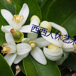 西西(xī)人休艺术网