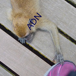 ADN