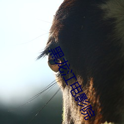 黑龙江电影院(yuàn)