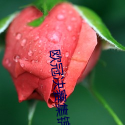 欧冠决赛集锦 （文采）