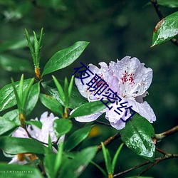 夜聊密约 （副刊）