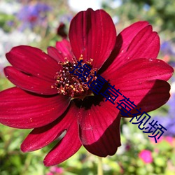 操逼(逼)草莓视(視)频(頻)