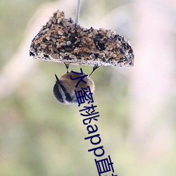 水蜜桃app直播 言而无信）
