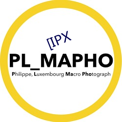 [IPX