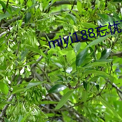 miyi188忘憂草一區