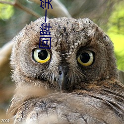 回眸一笑jq起 （槊血满袖
