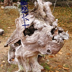 十(shí)六楼影院
