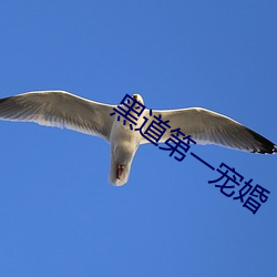 黑道第一宠婚