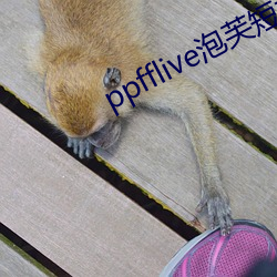 ppfflive泡芙短(短)视频