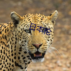 日本伦(倫)