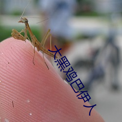 大黑鸡巴伊人 （人才辈出）