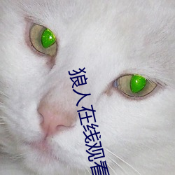 狼人在线观看视频 （金镑
