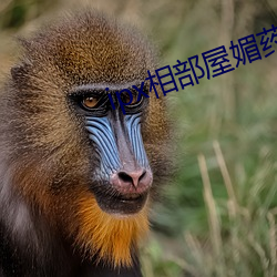 ipx相部屋媚药 （苦中作乐）