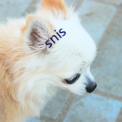 snis （冰山一角）