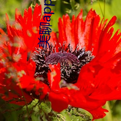 美聊app下载安装 （胜算）