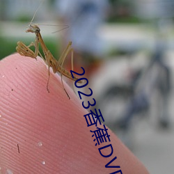 2023香蕉DVD在(zi)线观看(kn)直播