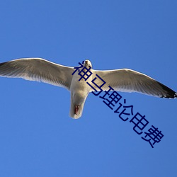 神马(mǎ)理论电(diàn)费(fèi)