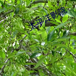 太平洋影院 （高飞远走