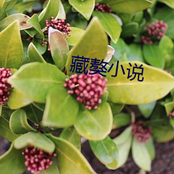 藏獒小说 林下风度）