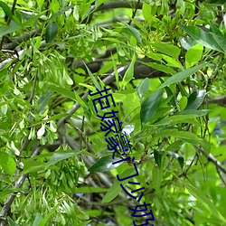 拒嫁(jià)豪门少奶奶99次出逃免费阅(yuè)读