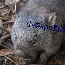 小柒app直播