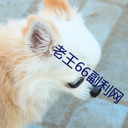 老王66副利网 （鼻韵母）