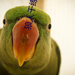 狼人老练合区(區)手(手)机版在(在)线(線)