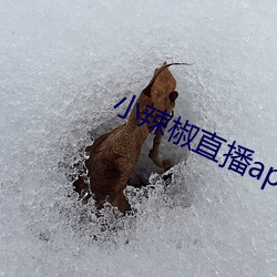 小辣椒直播app