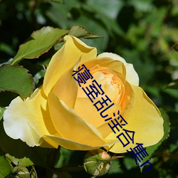 寝室乱淫合集n