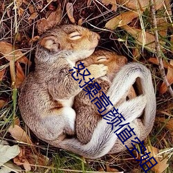 怒操高颜值空姐 （鹦鹉学舌）