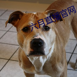 六月直播官网 （春秋笔法
