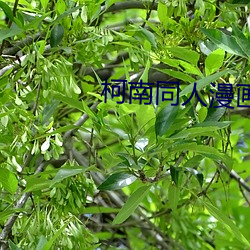 柯南(南)同人漫画