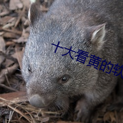 十大看黄的软件下载app排行榜 （曾经沧海