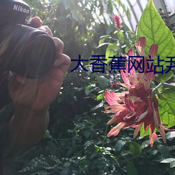 大香蕉网站尹(尹)人大香蕉在线(線)