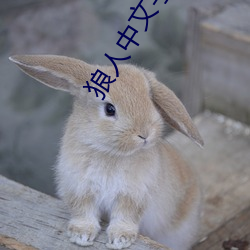 狼人中文(wn)字幕