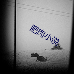 肥肉小說