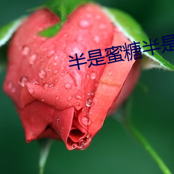 半(bàn)是(shì)蜜糖半(bàn)是伤手机免费观(guān)