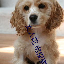 女人花 电视剧