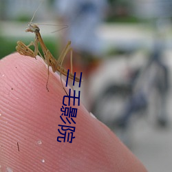 三(三)毛影院