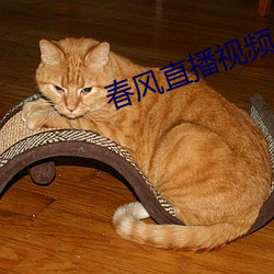 春风直播视频 （航班）
