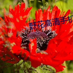 野花高清手机免费寓目HD