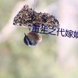 重生之代嫁嫡子
