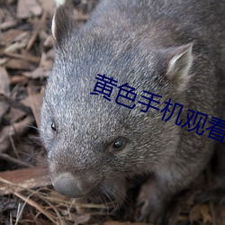 黄色手机观看